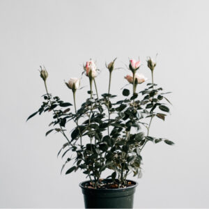 Wild Edible and Herbal Plants