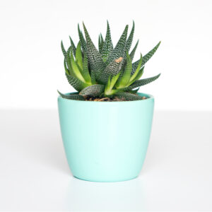 GROVIO - Your Personal Plant Assistant